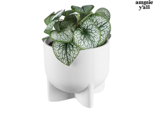 Load image into Gallery viewer, Pottery Painting at Wanderlust Botanicals Rochester June 22nd 6pm